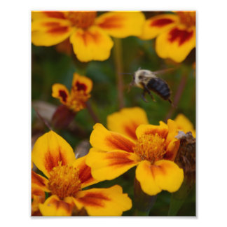 En höst på morgonen i Garden. Fototryck