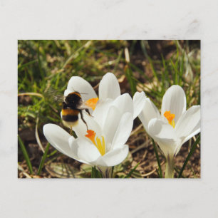 En humlor som flyger till en krokblomma vykort