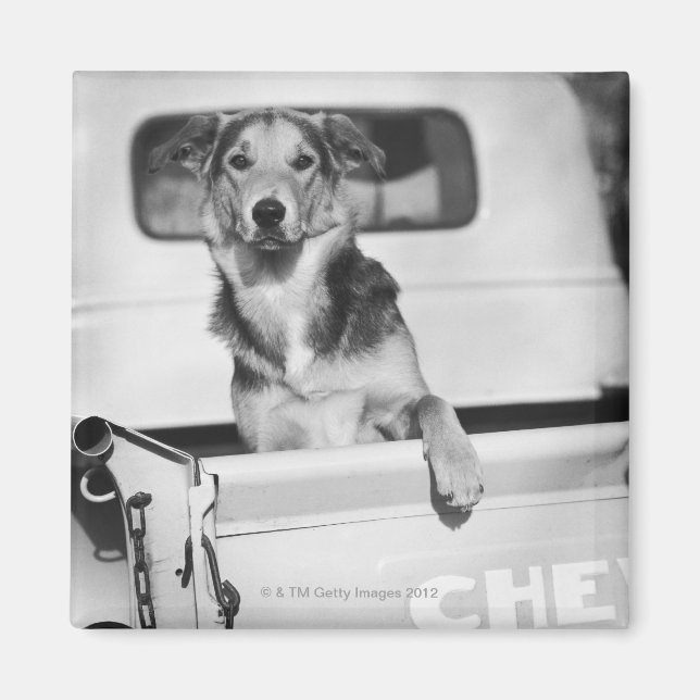 En hund i en bil. magnet (Framsidan)
