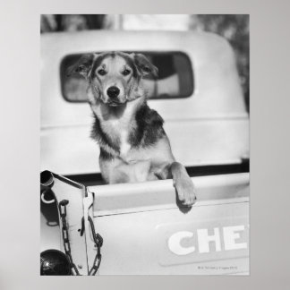 En hund i en bil. poster