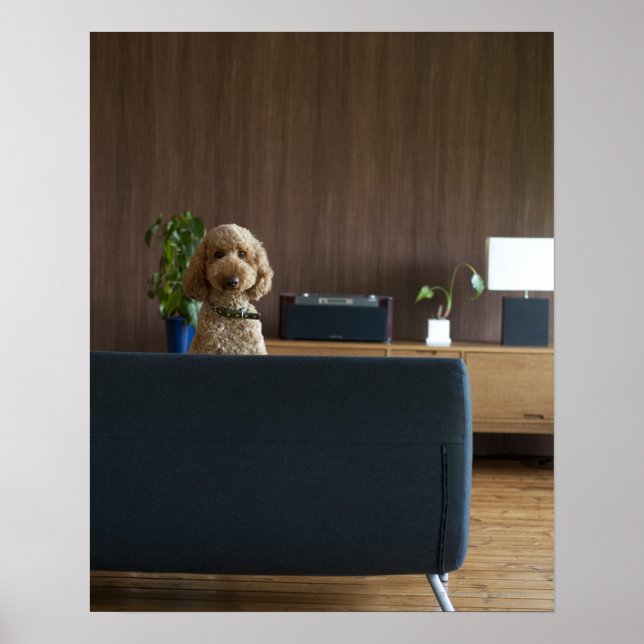 En hund i förarrummet poster (Framsidan)