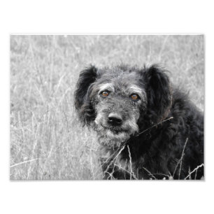 En hund leende, hund, hund fototryck