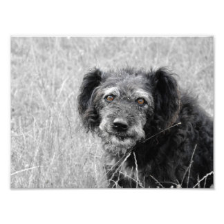 En hund leende, hund, porträtt fototryck