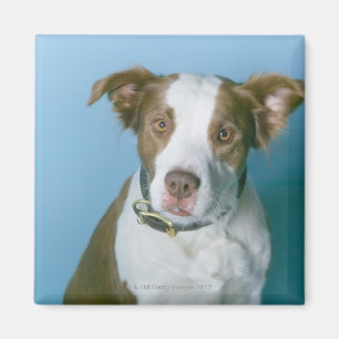 En hund magnet
