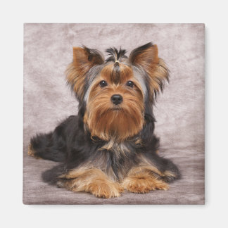 En hund magnet