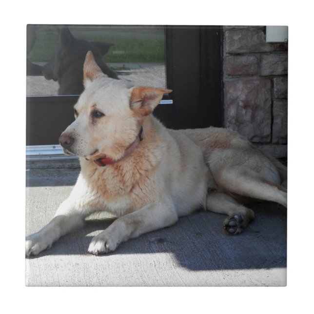 En hund med berättelse kakelplatta (Framsidan)