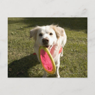 En hund med frisbee vykort