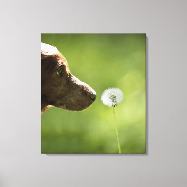 En hund och en dandelion. canvastryck (Framsida)