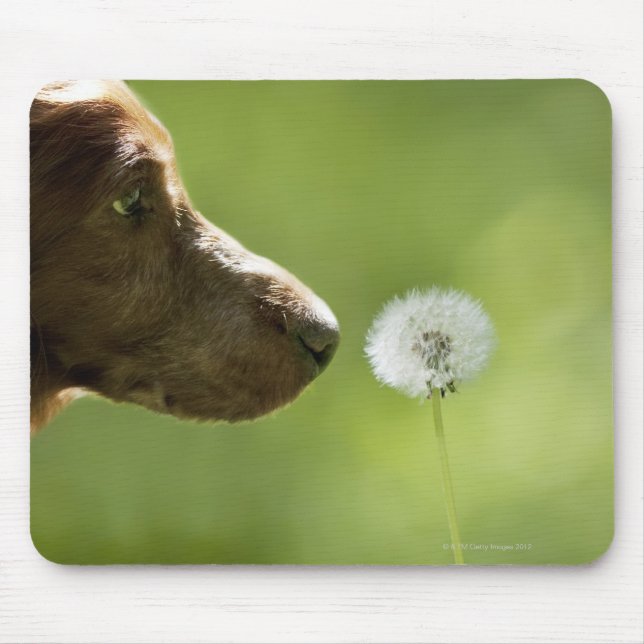 En hund och en dandelion. musmatta (Framsidan)