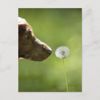 En hund och en dandelion. vykort