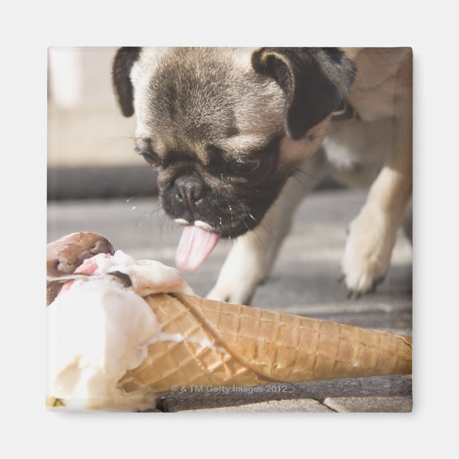 En hund som äter en glass från en beläggning magnet (Framsidan)