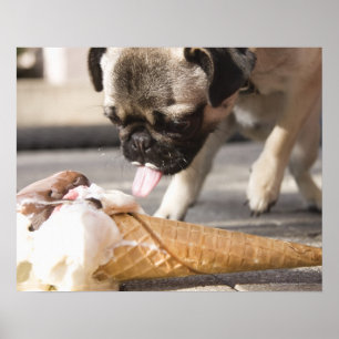 En hund som äter en glass från en beläggning poster