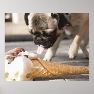 En hund som äter en glass från en beläggning poster