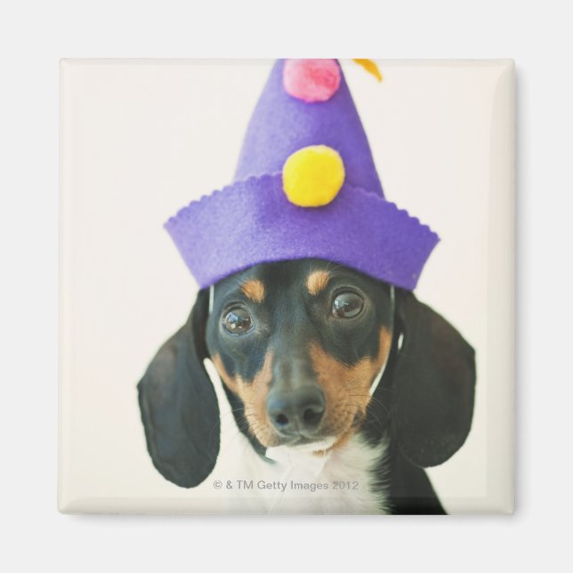 En hund som bär en rolig hatt magnet (Framsidan)