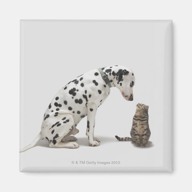 En hund tittar på en katt magnet (Framsidan)