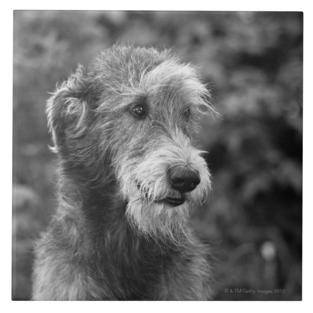 En hund utanför kakelplatta (Framsidan)