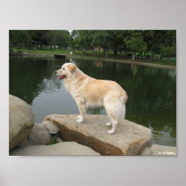 En hund vid en damm poster