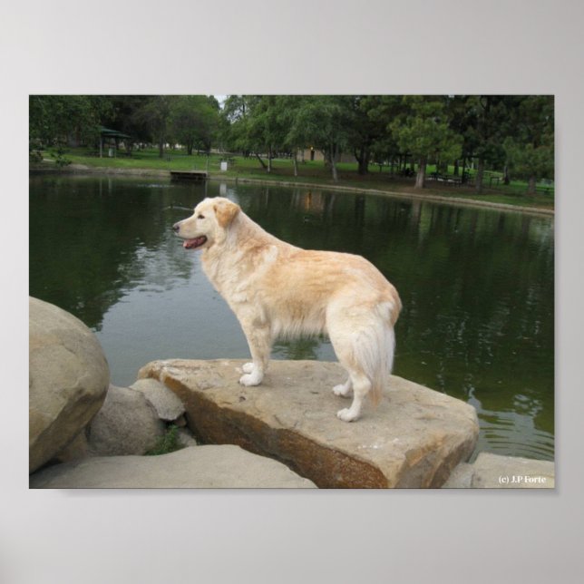En hund vid en damm poster (Framsidan)