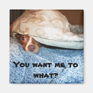 En hund vid namn Mia Magnet