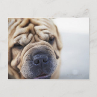 En hund. vykort