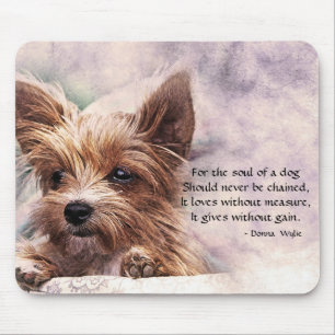 En Hund - Yorkie Musmatta