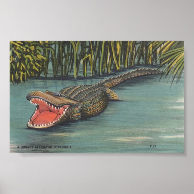 En Hungrig Alligator i Florida Poster (Framsidan)