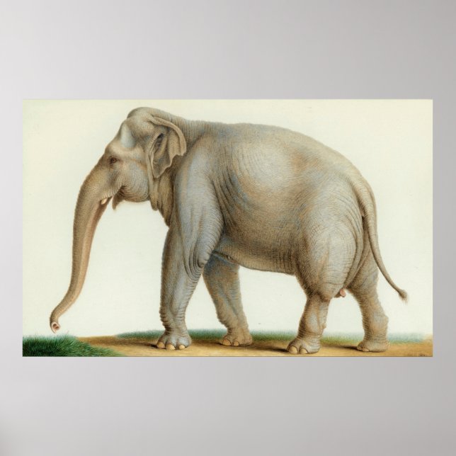 En indisk elefant av Nicolas Huet Younger Poster (Framsidan)