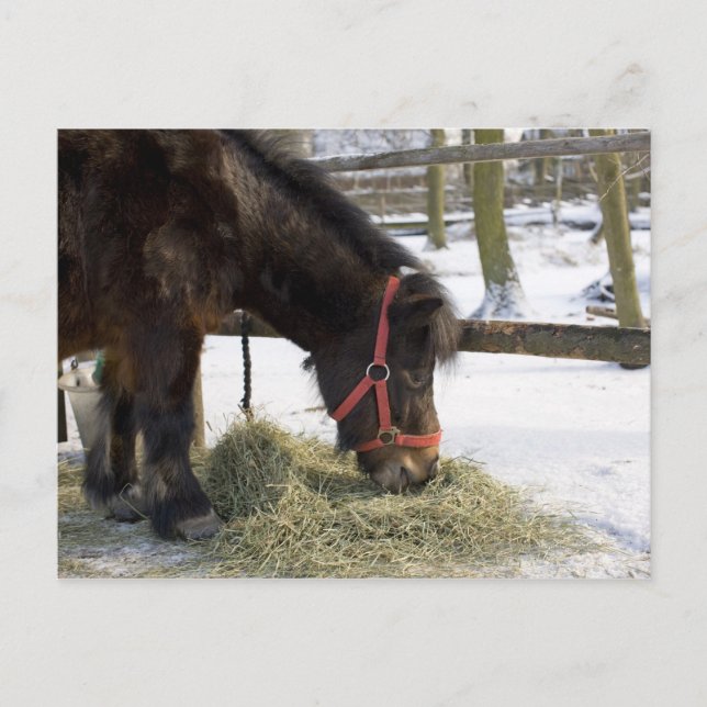 En inhemsk häst från Gotland där Vykort (Framsida)