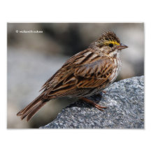 En inkvisitiv Savannah Sparrow