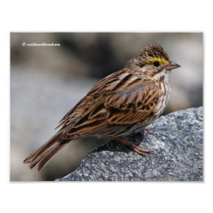 En inkvisitiv Savannah Sparrow Fototryck