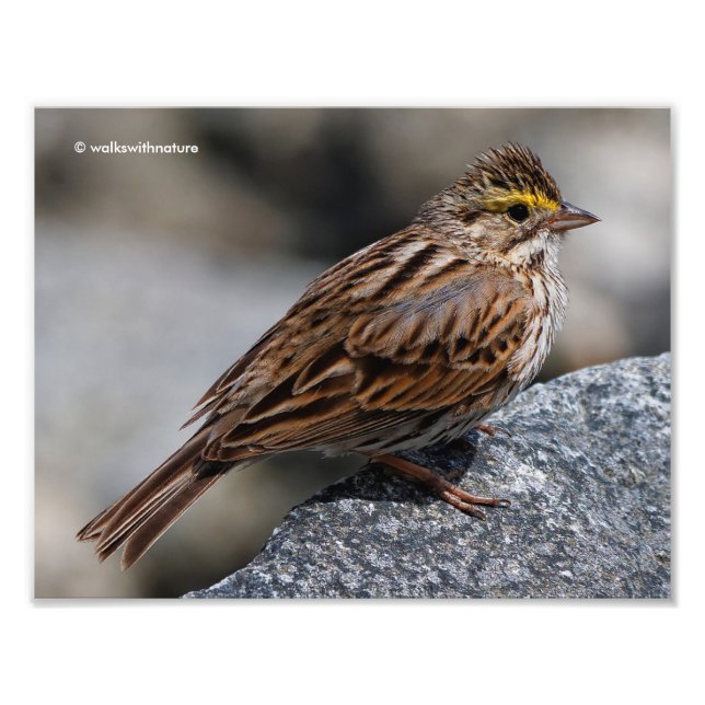 En inkvisitiv Savannah Sparrow Fototryck (Framsidan)