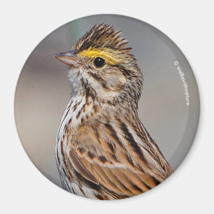 En inkvisitiv Savannah Sparrow Magnet