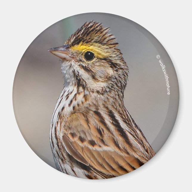 En inkvisitiv Savannah Sparrow Magnet (Framsidan)