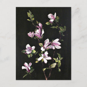 En japansk Magnolia, målning av Marianne North, Vykort