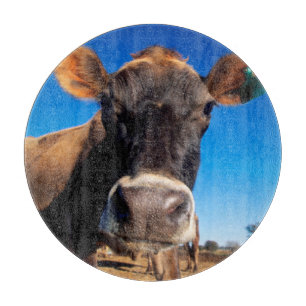 En Jersey-ko är frågande