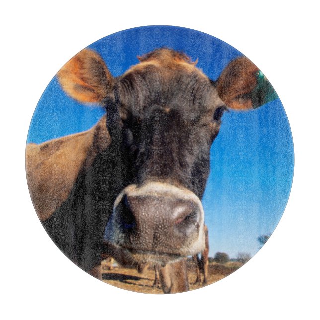 En Jersey-ko är frågande (Framsidan)