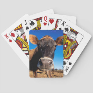 En Jerseyko som är nyfiken Casinokort
