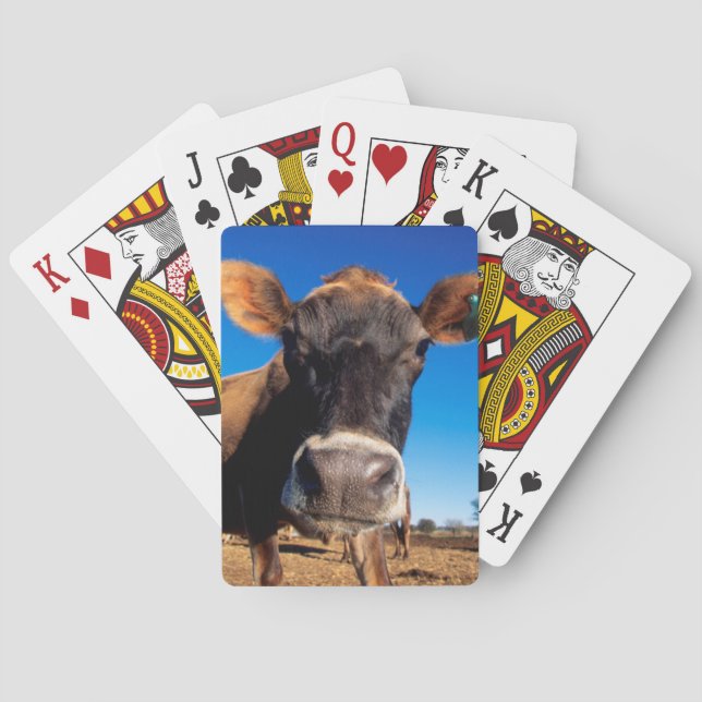 En Jerseyko som är nyfiken Casinokort (Baksidan)