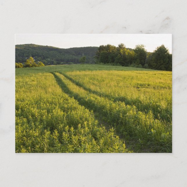 En jordbruksväg i Sabins Pasture i Montpelier. Vykort (Framsida)