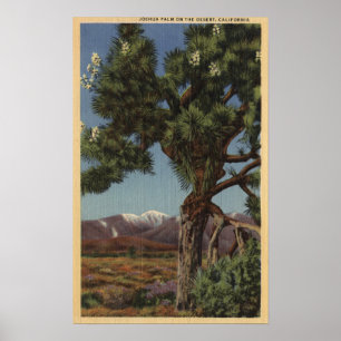 En Joshua handflatan i blom i kalifornisk öken Poster