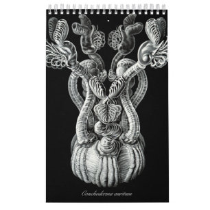 En kalender av några teckningar av Ernst Haeckel