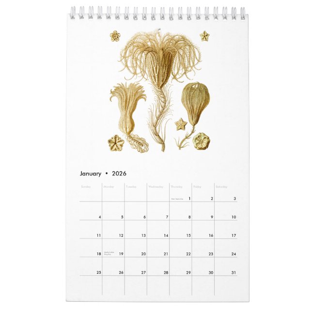 En kalender av några teckningar av Ernst Haeckel (Jan 2026)