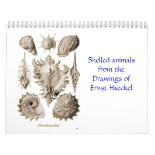 En kalender av snäckateckningar av Ernst Haeckel