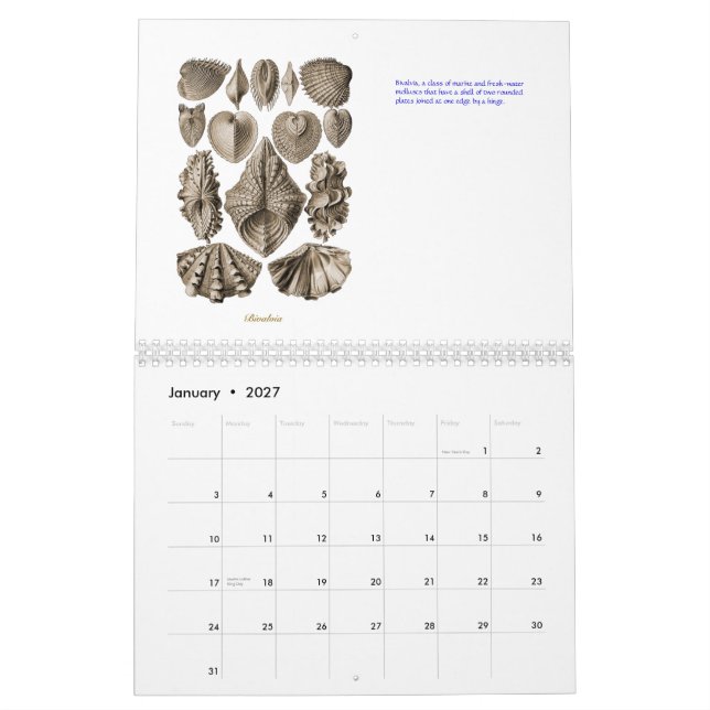 En kalender av snäckateckningar av Ernst Haeckel (Jan 2027)