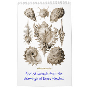 En kalender av snäckateckningar av Ernst Haeckel