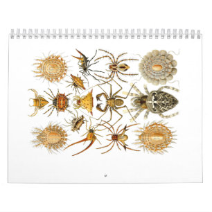 En kalender av spindlar av Ernst Haeckel.