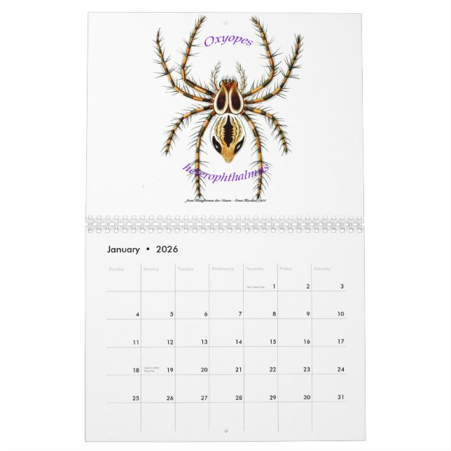En kalender av spindlar av Ernst Haeckel. (Jan 2026)