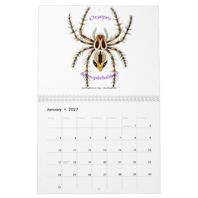 En kalender av spindlar av Ernst Haeckel. (Jan 2027)