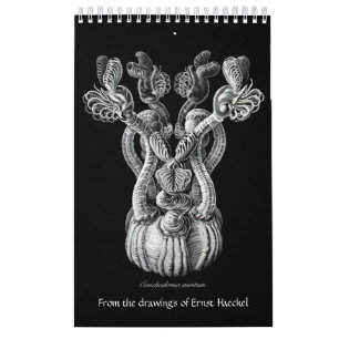 En kalender av teckningar från Ernst Haeckel