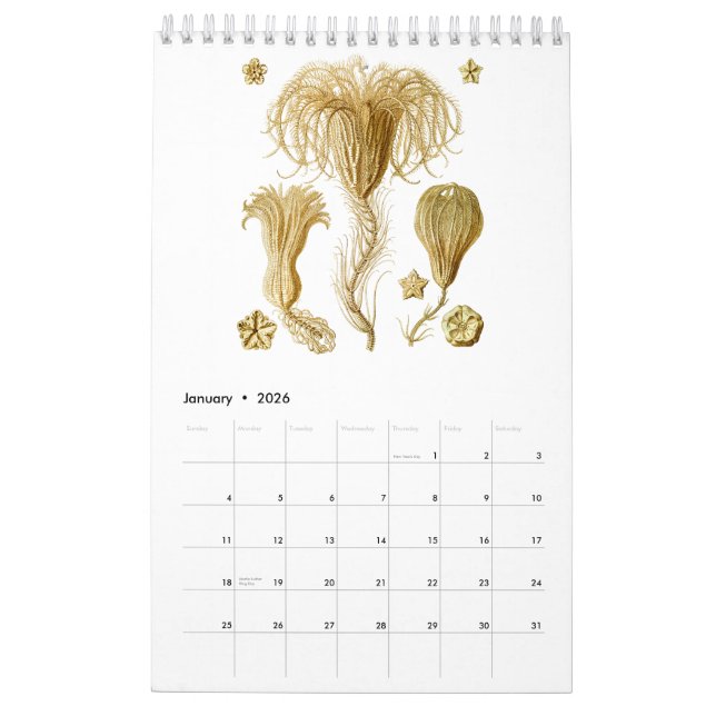 En kalender av teckningar från Ernst Haeckel (Jan 2026)